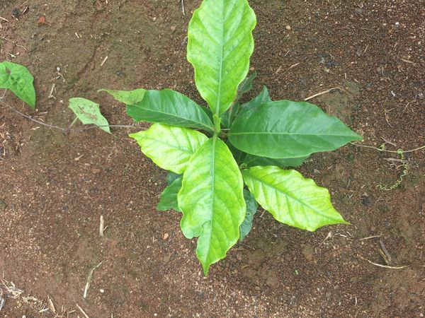 Identificação da planta Café por foto