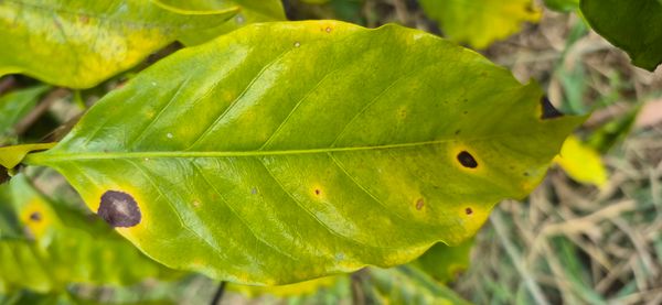 Identificação da planta Café por foto