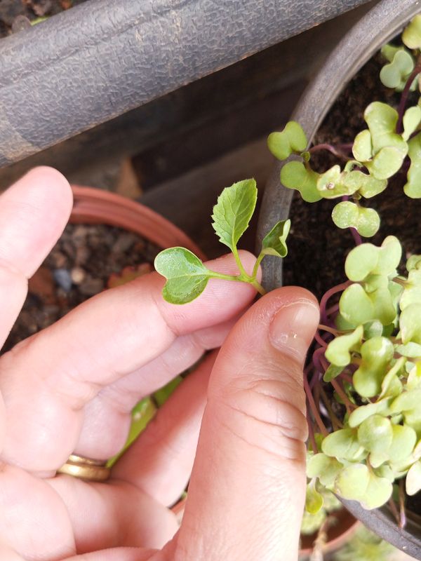 Identificação da planta Rúcula por foto