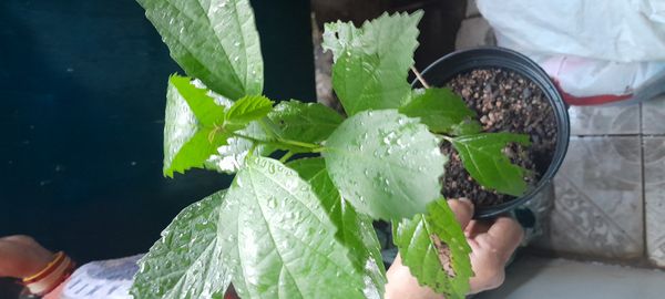 Identificação da planta Pombeiro por foto