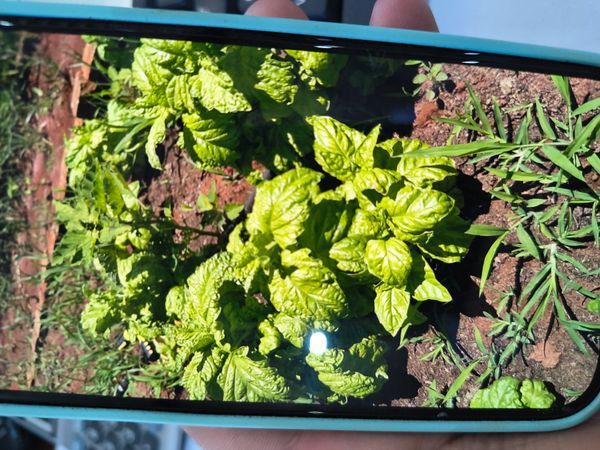 Identificação da planta Pimenta-de-cheiro por foto