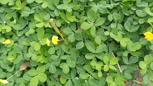 Identificação da planta Amendoim-forrageiro por foto