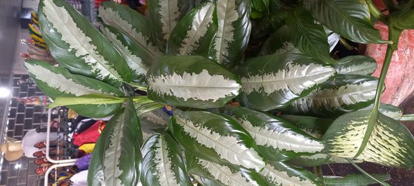 Identificação da planta Café de Salão por foto