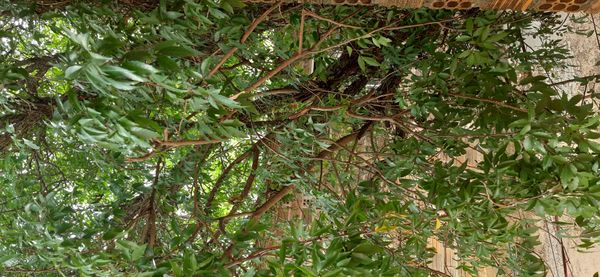 Identificação da planta sumagre-chorão por foto