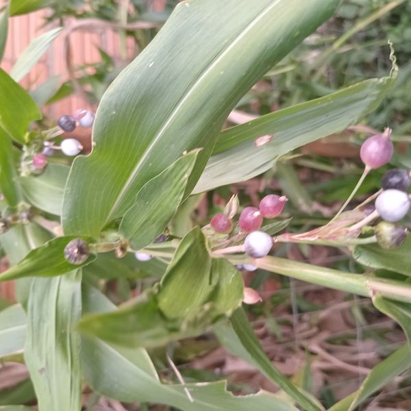 Identificação da planta Lágrima-de-Nossa-Senhora por foto