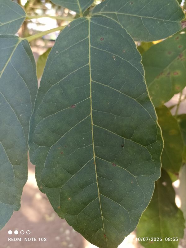 Identificação da planta Ipê Rosa por foto