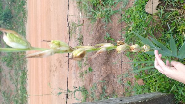 Identificação da planta Palma por foto