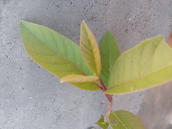 Identificação da planta Goiabeira por foto