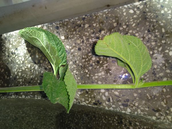 Identificação da planta Cidreira por foto