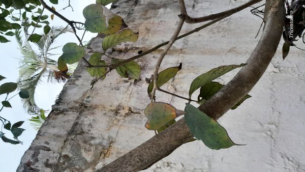 Identificação da planta Ipê-branco por foto