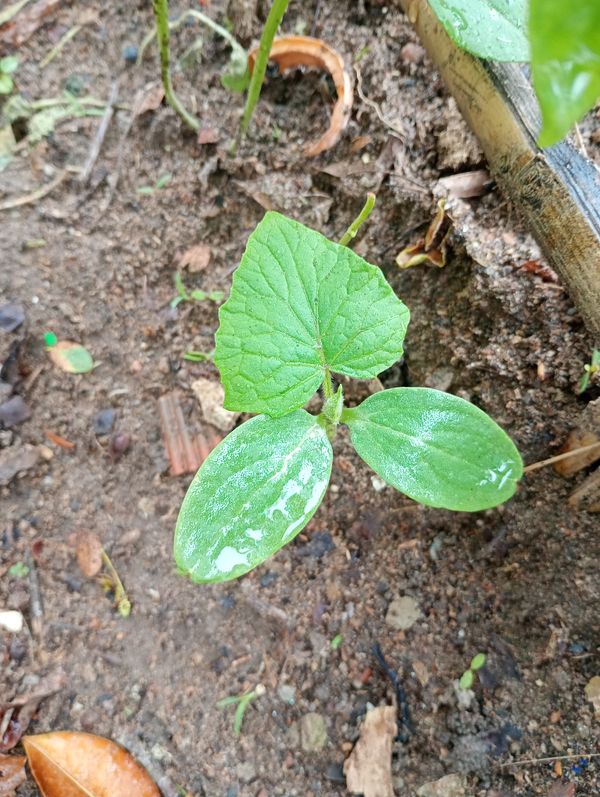 Identificação da planta Pepino por foto