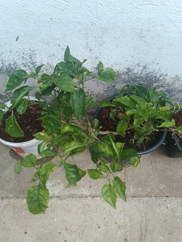 Identificação da planta Malagueta por foto