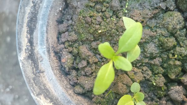 Identificação da planta Pepino por foto