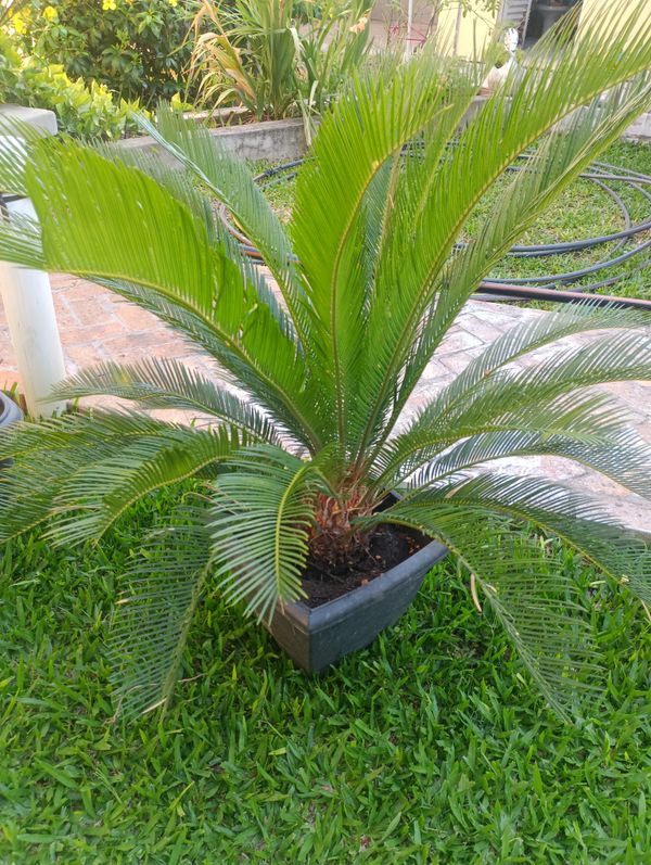 Identificação da planta Sagu-de-jardim por foto