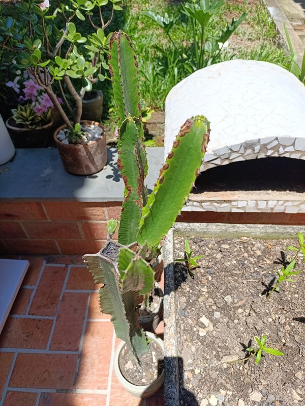 Identificação da planta Candelabro por foto