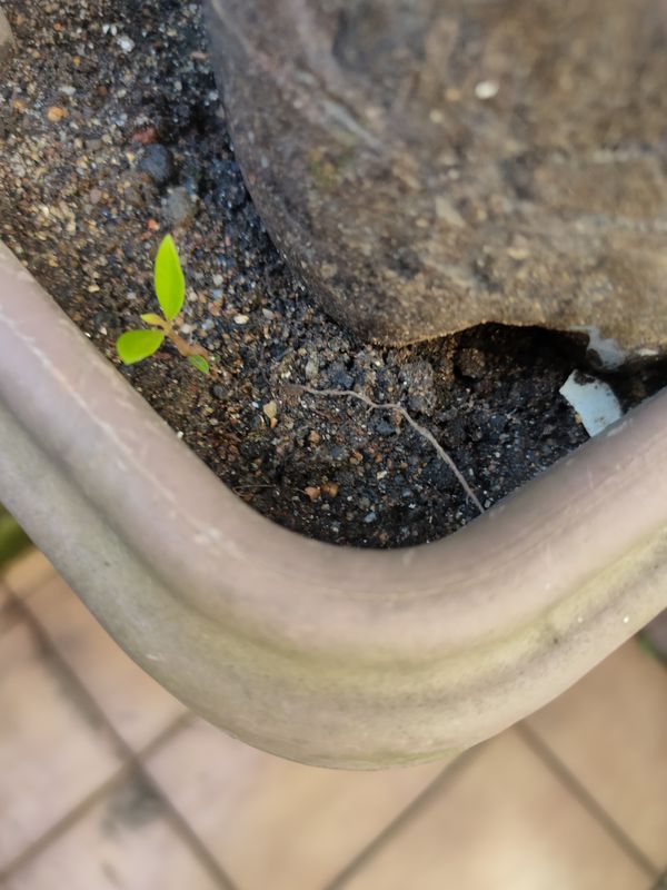 Identificação da planta Figueira-de-bengala por foto