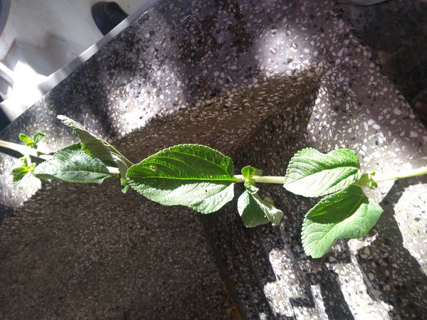 Identificação da planta Cidreira por foto