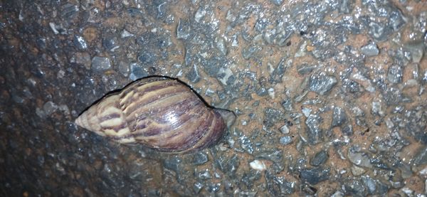 Identificação da planta Palmeira por foto