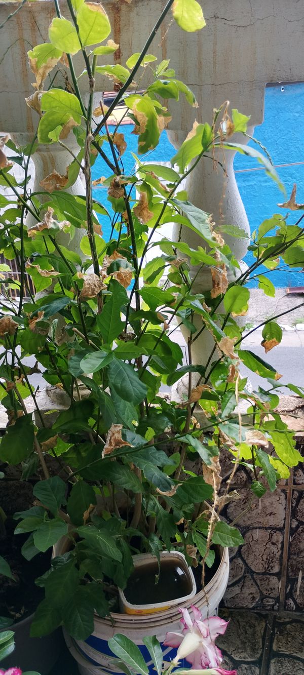 Identificação da planta Guiné por foto