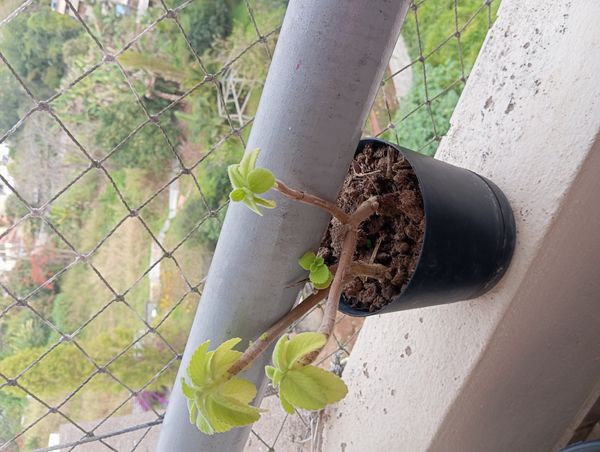 Identificação da planta Boldo por foto