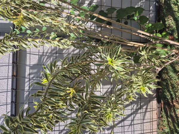 Identificação da planta Pleomele por foto