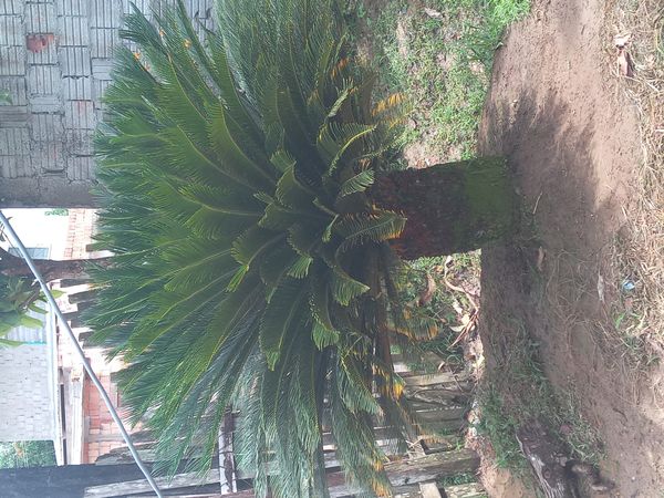 Identificação da planta Sagu-de-jardim por foto