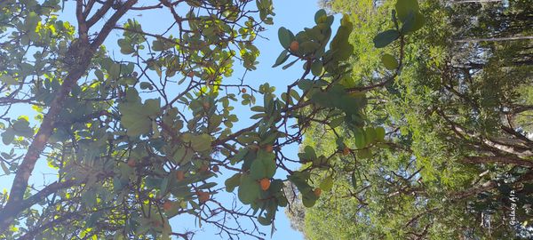 Identificação da planta Araticum por foto