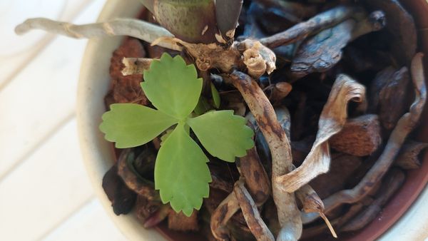Identificação da planta Calanchoê-marmorado por foto