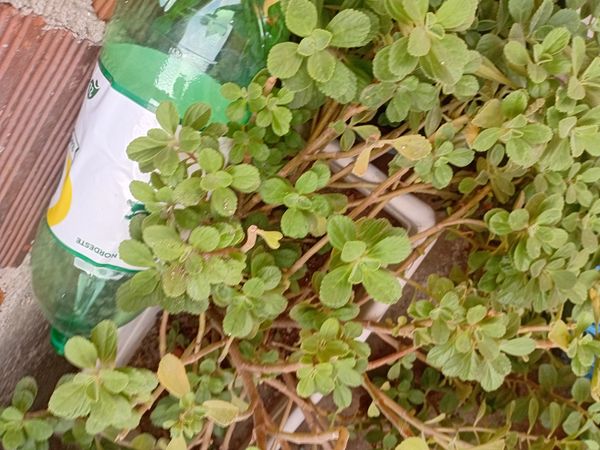 Identificação da planta Coração-roxo por foto