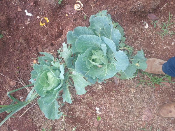 Identificação da planta Couve por foto