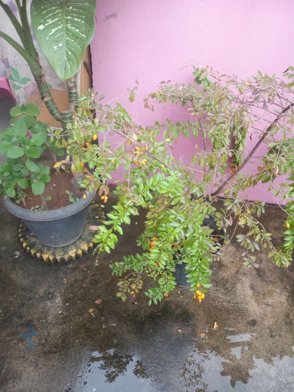 Identificação da planta Pingo-de-ouro por foto
