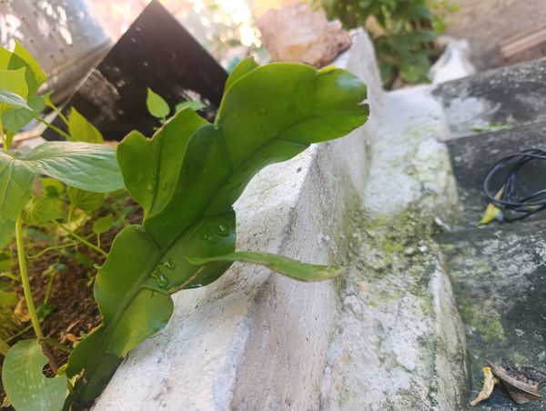 Identificação da planta Dama-da-Noite ou Cacto-Orquídea por foto
