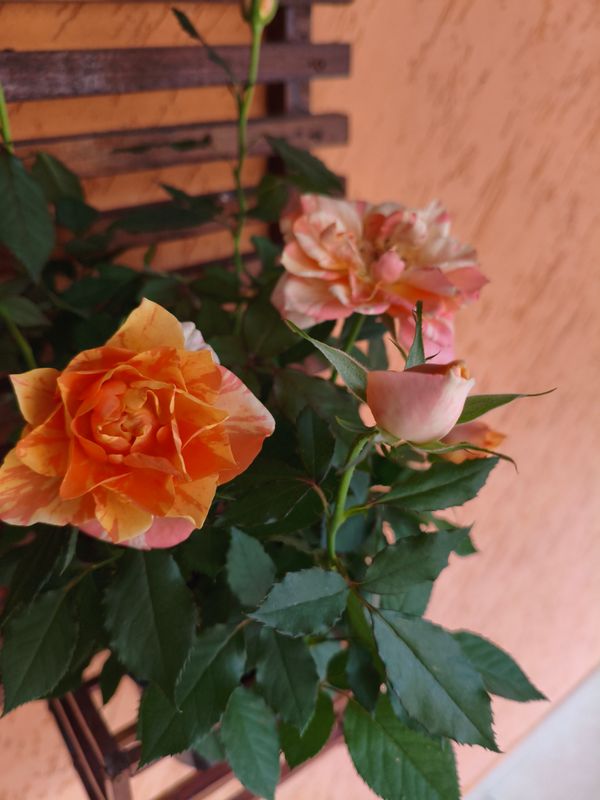 Identificação da planta Rosa-amarela por foto