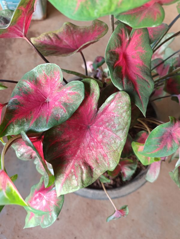 Identificação da planta Tinhorão por foto