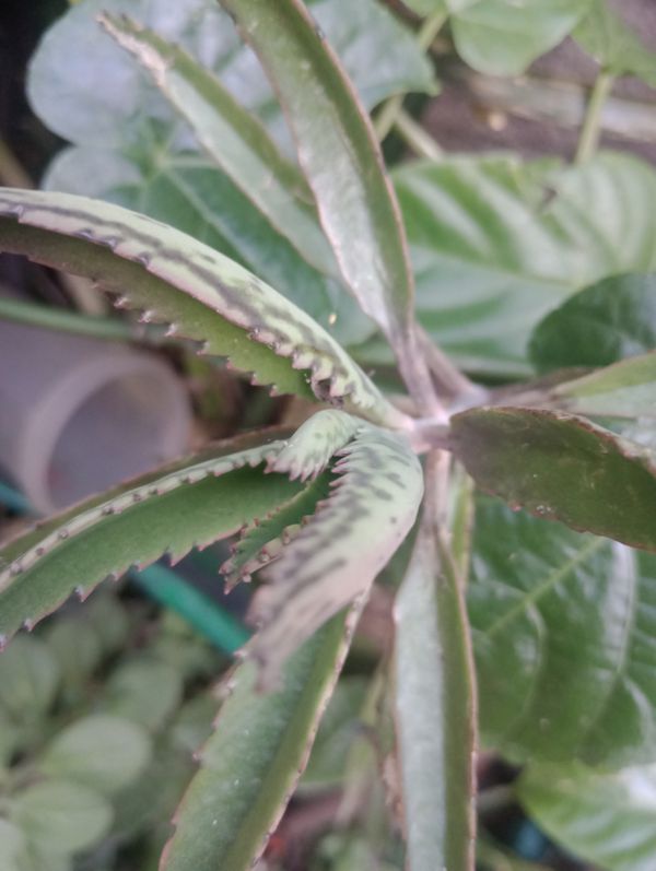 Identificação da planta Saião por foto