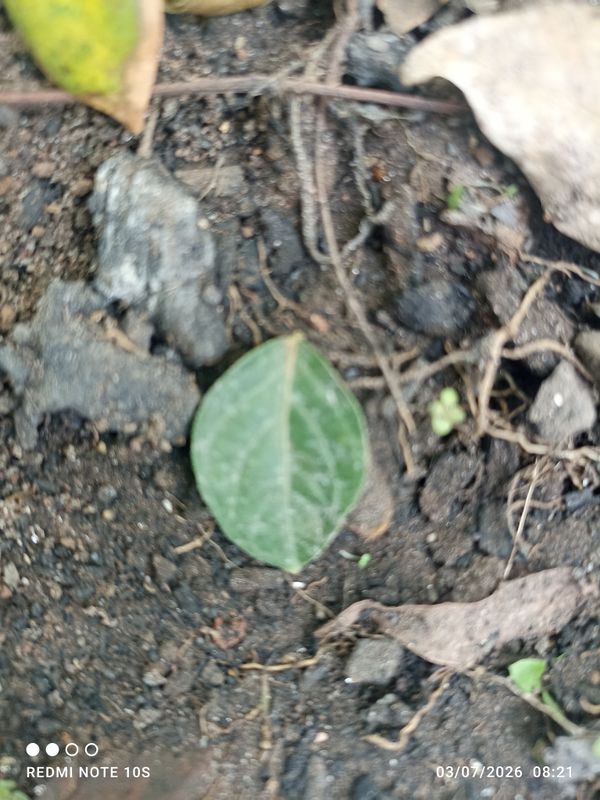 Identificação da planta Rabo-de-gato por foto