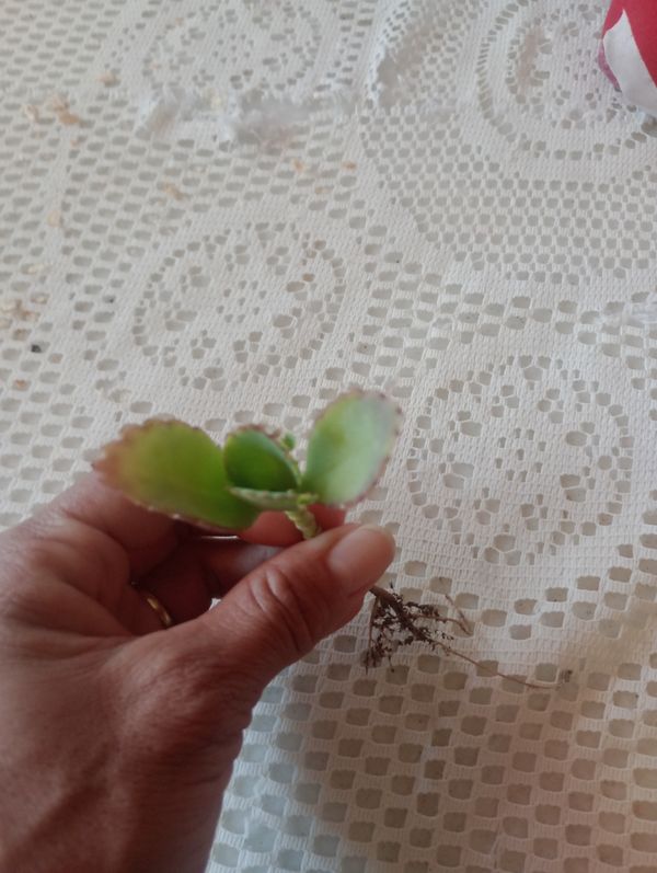 Identificação da planta Planta-panda por foto