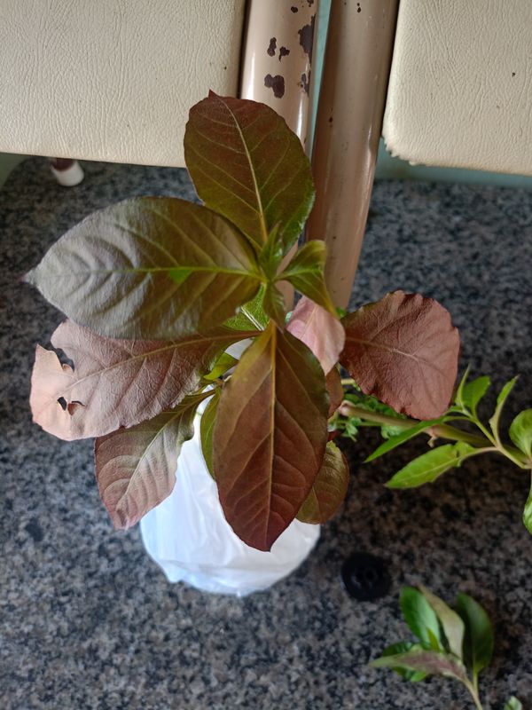 Identificação da planta Penicuíca por foto