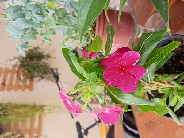 Identificação da planta Vinca por foto