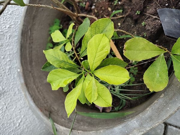 Identificação da planta Jasmim-do-cabo por foto