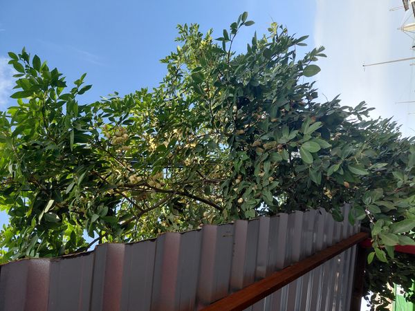 Identificação da planta Ingá do mato por foto