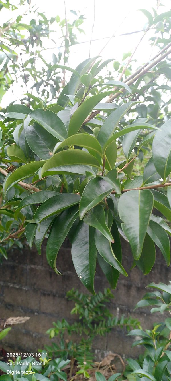 Identificação da planta Cereja-do-rio-grande por foto