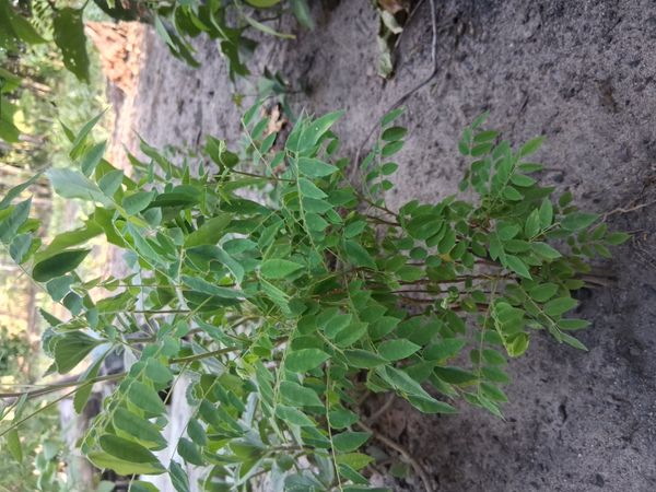 Identificação da planta Bilimbi por foto