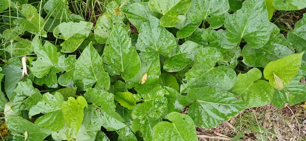 Identificação da planta Corda-de-viola por foto