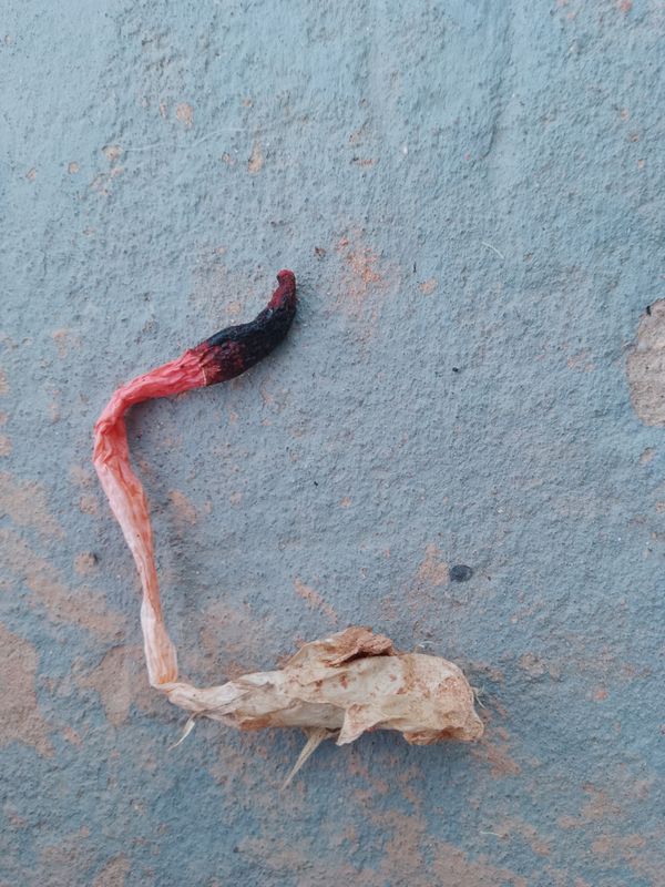 Identificação da planta Berinjela por foto