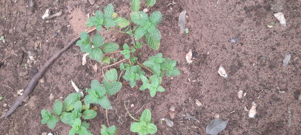 Identificação da planta Hortelã por foto