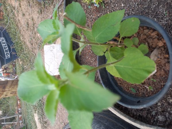 Identificação da planta Alfavaca-de-caboclo por foto