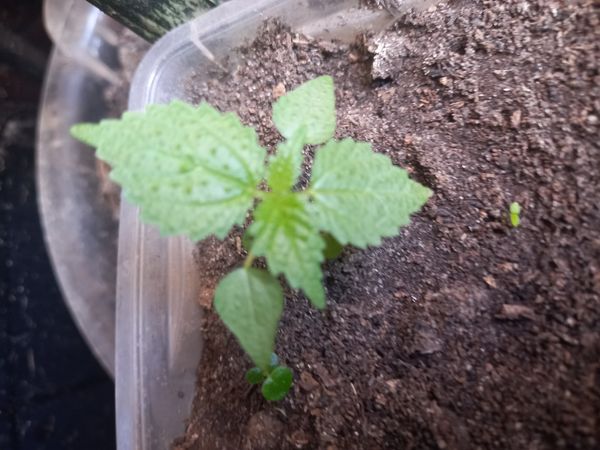 Identificação da planta Urtiga por foto