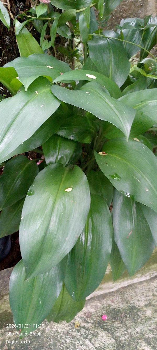 Identificação da planta Lírio do Amazonas por foto