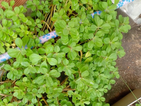 Identificação da planta Coração-roxo por foto